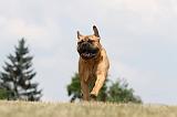 BULLMASTIFF 289